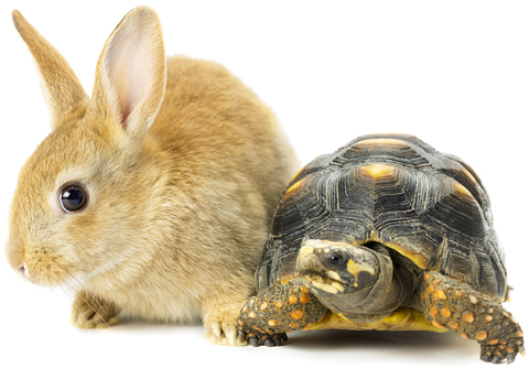 Rabbit with yellow fur standing next to gray and yellow turtle illustrating article by Richard Klass about nonresident plaintiffs posting security for costs.